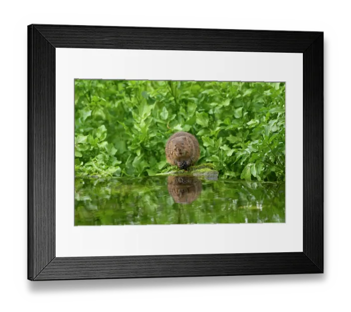 Framed Print : Water vole (Arvicola amphibius) feeding on a Blackberry (Rubus sp.) at water's edge, Kent, England, UK. April Framed Print : Water vole (Arvicola amphibius) feeding on a Blackberry (Rubus sp.) at water's edge, Kent, England, UK. April