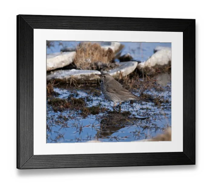 Framed Print : Black-throated thrush (Turdus atrogularis) female, standing in shallow pool along riverbank, Hanle, Ladkah, India Framed Print : Black-throated thrush (Turdus atrogularis) female, standing in shallow pool along riverbank, Hanle, Ladkah, India