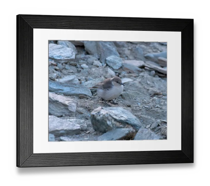 Framed Print : RF - Ground tit (Pseudopodoces humilis) perched on a rock, Hanle, Ladakh, India. (This image may be licensed either as rights managed or royalty free.)