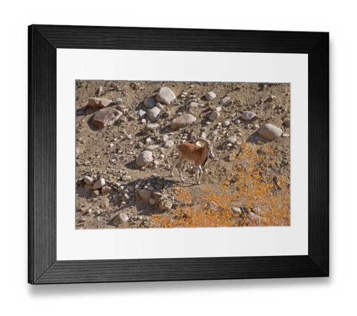 Framed Print : Ladakh urial (Ovis vignei vignei) ram, walking over rocky ground, Hemis Shukpachan village, Ladakh, India Framed Print : Ladakh urial (Ovis vignei vignei) ram, walking over rocky ground, Hemis Shukpachan village, Ladakh, India