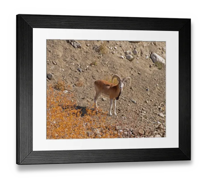 Framed Print : Ladakh urial (Ovis vignei vignei) ram, standing on rocky ground, Hemis Shukpachan village, Ladakh, India