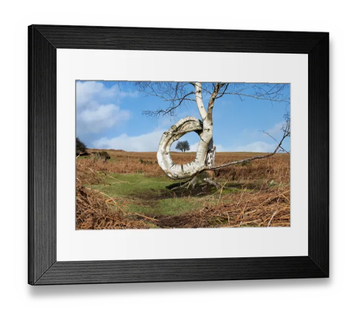 Framed Print : Downy birch (Betula pubescens) tree with a naturally occurring twisted trunk forming a complete circle lined up with two Hawthorns (Crataegus monogyna), Garway Hill Framed Print : Downy birch (Betula pubescens) tree with a naturally occurring twisted trunk forming a complete circle lined up with two Hawthorns (Crataegus monogyna), Garway Hill