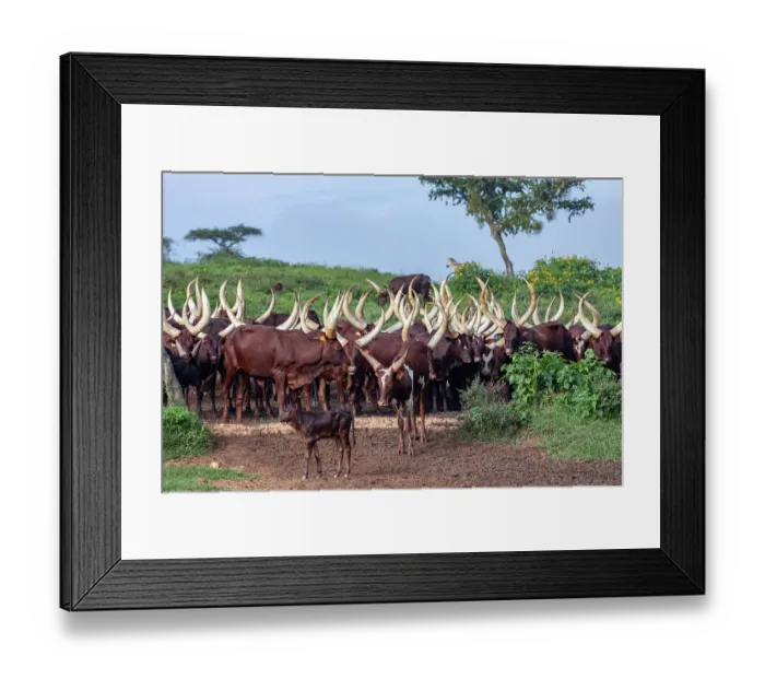 Framed Print : Ankole cattle herd, Mburo National Park, Uganda Framed Print : Ankole cattle herd, Mburo National Park, Uganda