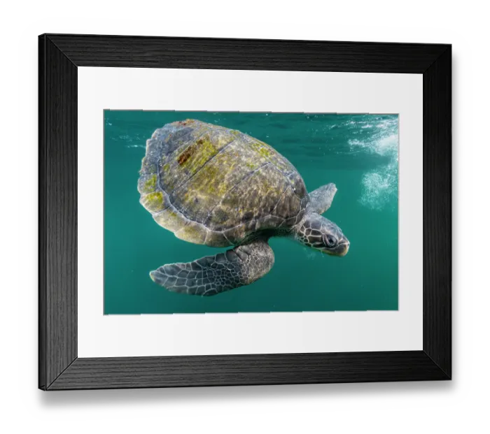 Framed Print : Olive ridley sea turtle (Lepidochelys olivacea) juvenile, portrait, Kei Islands, Moluccas, Indonesia, Pacific Ocean Framed Print : Olive ridley sea turtle (Lepidochelys olivacea) juvenile, portrait, Kei Islands, Moluccas, Indonesia, Pacific Ocean