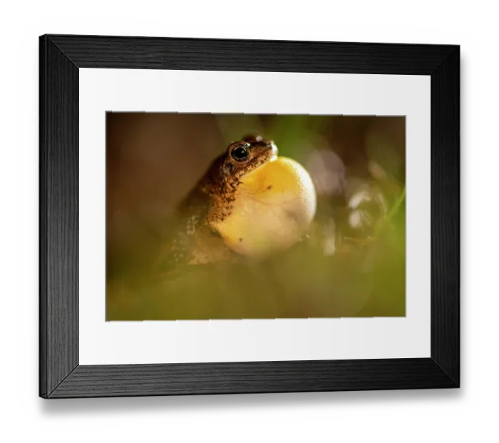 Framed Print : Southern pygmy toad (Poyntonophrynus vertebralis) vocalising, Karoo Gariep Nature Reserve / Khoisan Karoo Conservancy, South Africa Framed Print : Southern pygmy toad (Poyntonophrynus vertebralis) vocalising, Karoo Gariep Nature Reserve / Khoisan Karoo Conservancy, South Africa