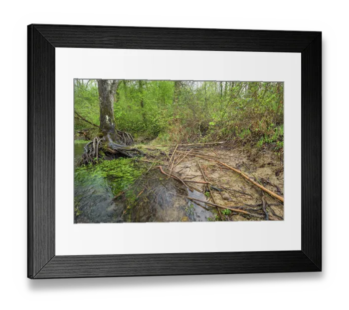 Framed Print : Branches gnawed by European beaver (Castor fiber) along water's edge at its refectory (food reserve) in spring, River Ain, Alps, France. April Framed Print : Branches gnawed by European beaver (Castor fiber) along water's edge at its refectory (food reserve) in spring, River Ain, Alps, France. April