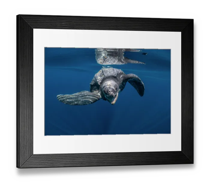 Framed Print : Leatherback sea turtle (Dermochelys coriacea) swimming underwater with mouth open, Kei Islands, Moluccas, Indonesia, Pacific Ocean Framed Print : Leatherback sea turtle (Dermochelys coriacea) swimming underwater with mouth open, Kei Islands, Moluccas, Indonesia, Pacific Ocean
