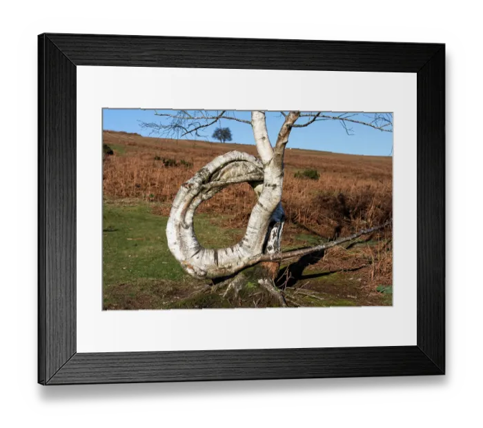 Framed Print : Downy birch (Betula pubescens) tree, with a naturally occurring twisted trunk forming a complete circle, Garway Hill, Herefordshire, England, UK. January, 2024. Focus stacked Framed Print : Downy birch (Betula pubescens) tree, with a naturally occurring twisted trunk forming a complete circle, Garway Hill, Herefordshire, England, UK. January, 2024. Focus stacked