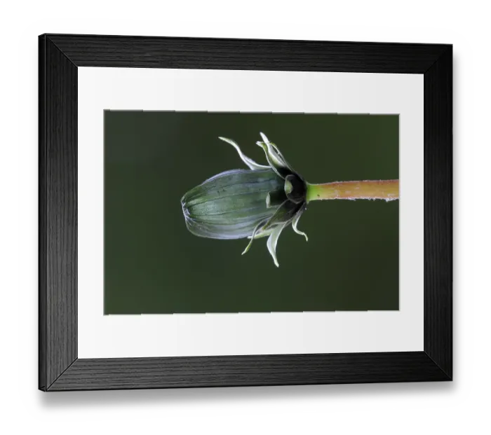 Framed Print : Dandelion (taraxacum vulgaria) bud, close up, Dorset, England, UK. March Framed Print : Dandelion (taraxacum vulgaria) bud, close up, Dorset, England, UK. March