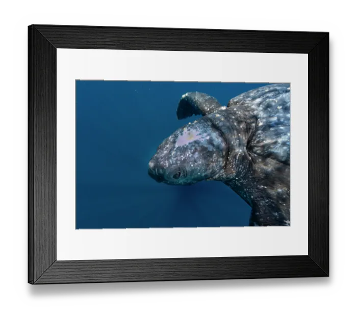 Framed Print : Leatherback sea turtle (Dermochelys coriacea) male, showing pink parietal eye, head portrait, Kei Islands, Moluccas, Indonesia, Pacific Ocean Framed Print : Leatherback sea turtle (Dermochelys coriacea) male, showing pink parietal eye, head portrait, Kei Islands, Moluccas, Indonesia, Pacific Ocean