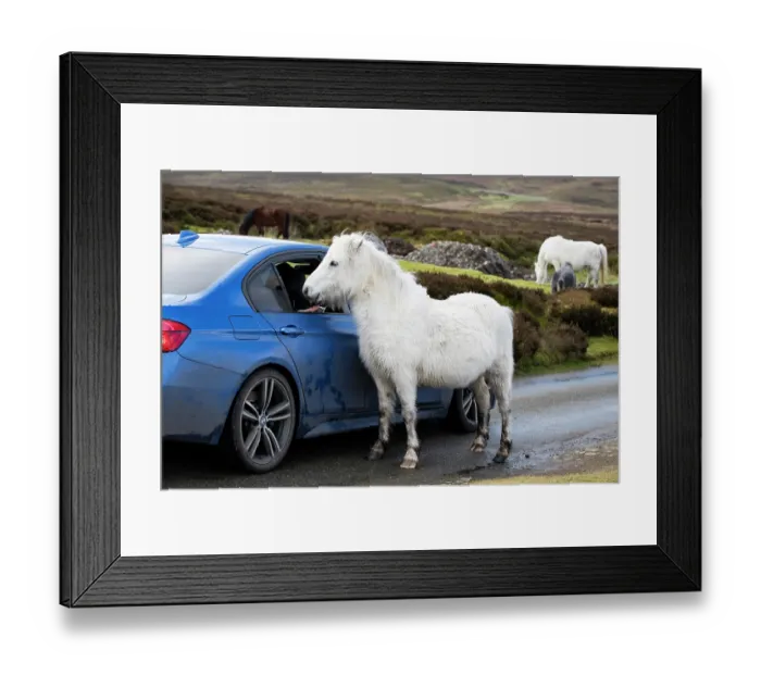Framed Print : Welsh Mountain pony peering into car window, Long Mynd, Shropshire Hills National Landscape, England, UK. February, 2024 Framed Print : Welsh Mountain pony peering into car window, Long Mynd, Shropshire Hills National Landscape, England, UK. February, 2024