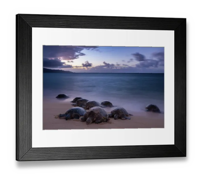 Framed Print : Group of Green turtles (Chelonia mydas) resting on the shore at dusk, Maui, Hawaii. Endangered Framed Print : Group of Green turtles (Chelonia mydas) resting on the shore at dusk, Maui, Hawaii. Endangered