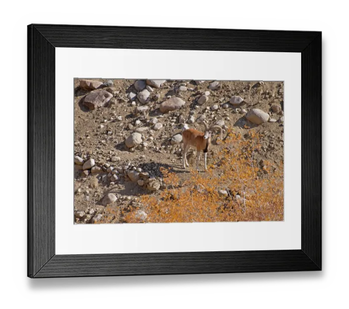 Framed Print : RF - Ladakh urial (Ovis vignei vignei) ram, standing on rocky ground, Hemis Shukpachan village, Ladakh, India Framed Print : RF - Ladakh urial (Ovis vignei vignei) ram, standing on rocky ground, Hemis Shukpachan village, Ladakh, India