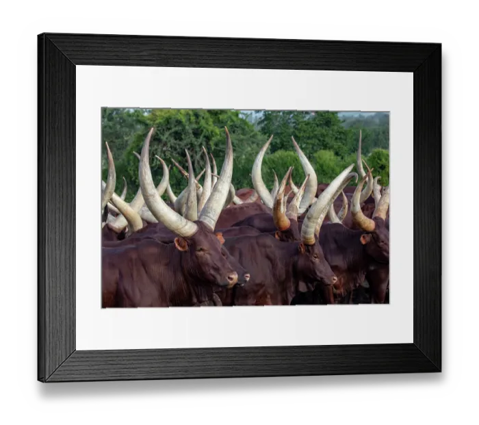 Framed Print : RF - Ankole cattle herd, Mburo National Park, Uganda. (This image may be licensed either as rights managed or royalty free.)