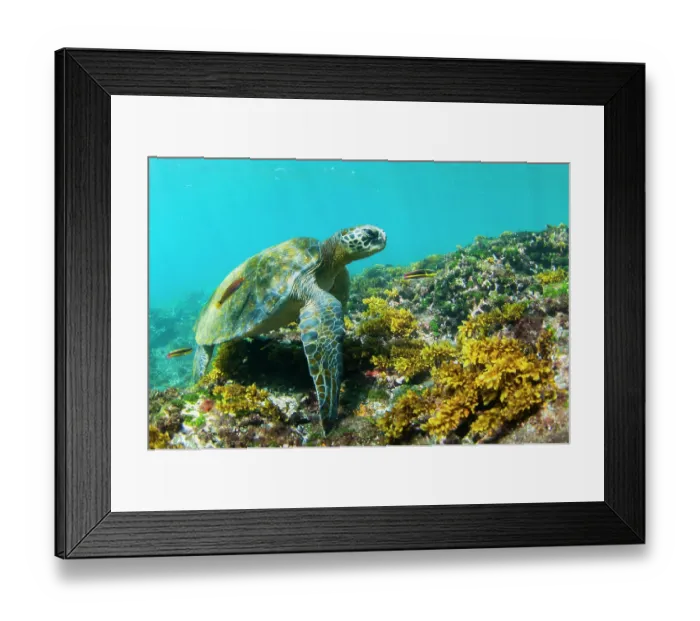 Framed Print : Green turtle (Chelonia mydas) swimming over seabed, Tagus Cove, Isabela Island, Galapagos Islands, Pacific Ocean. Endangered Framed Print : Green turtle (Chelonia mydas) swimming over seabed, Tagus Cove, Isabela Island, Galapagos Islands, Pacific Ocean. Endangered