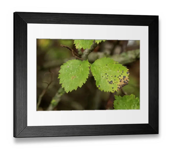 Framed Print : English elm (Ulmus procera) leaves with Elm tar spot (Dothidella ulmi), Herefordshire, England, UK, November, PHOTO STACKED Framed Print : English elm (Ulmus procera) leaves with Elm tar spot (Dothidella ulmi), Herefordshire, England, UK, November, PHOTO STACKED