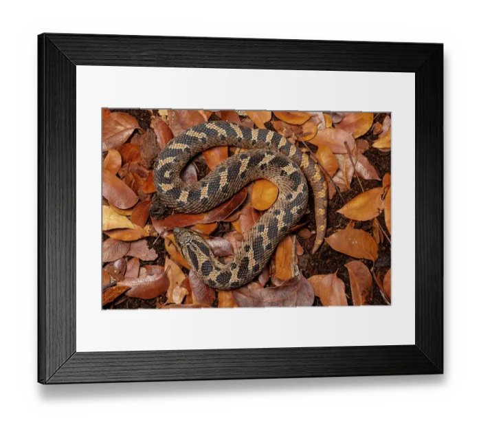 Framed Print : Southern hognose snake (Heterodon simus) resting among dried leaves. Captive, occurs in southeastern USA Framed Print : Southern hognose snake (Heterodon simus) resting among dried leaves. Captive, occurs in southeastern USA