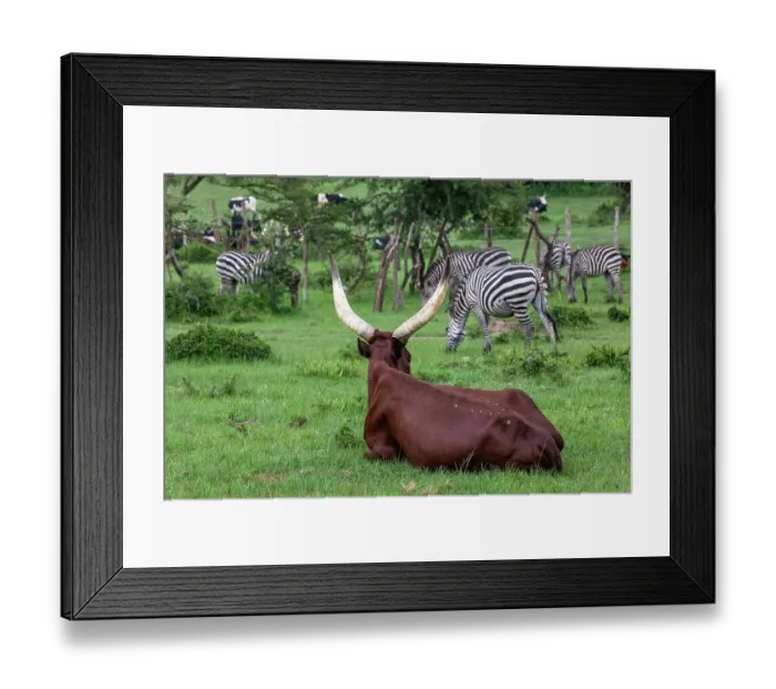 Framed Print : Ankole cattle resting on grassland with Zebra (Equus quagga) herd grazing behind, Mburo National Park, Uganda Framed Print : Ankole cattle resting on grassland with Zebra (Equus quagga) herd grazing behind, Mburo National Park, Uganda