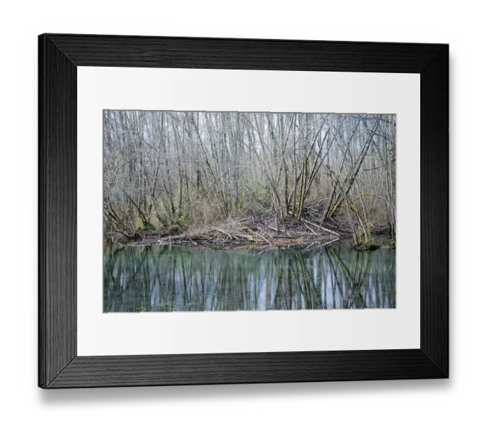 Framed Print : European beaver (Castor fiber) lodge on riverbank in winter, River Ain, Alps, France. December Framed Print : European beaver (Castor fiber) lodge on riverbank in winter, River Ain, Alps, France. December