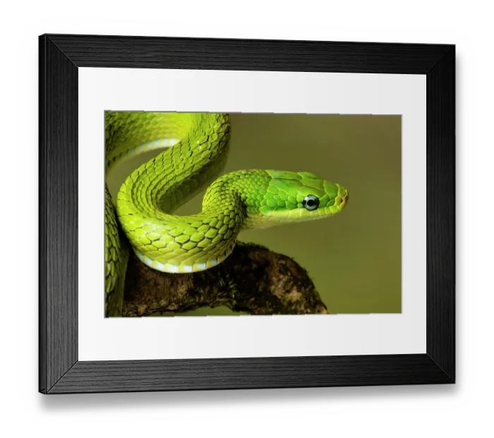 Framed Print : Green trinket snake (Gonyosoma prasinum) portrait. Captive, occurs in Southeast Asia Framed Print : Green trinket snake (Gonyosoma prasinum) portrait. Captive, occurs in Southeast Asia