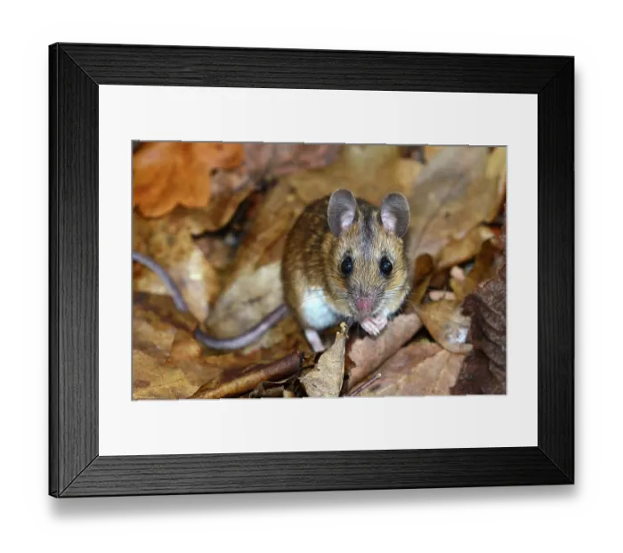Framed Print : Wood mouse (Apodemus sylvaticus) foraging in leaf litter, Dorset, England, UK. April. Captive Framed Print : Wood mouse (Apodemus sylvaticus) foraging in leaf litter, Dorset, England, UK. April. Captive