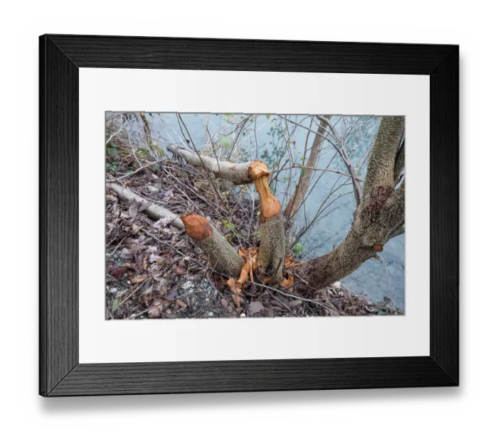 Framed Print : RF - Young trees gnawed by European beaver (Castor fiber) at water's edge, River Rhone, Alps, France Framed Print : RF - Young trees gnawed by European beaver (Castor fiber) at water's edge, River Rhone, Alps, France