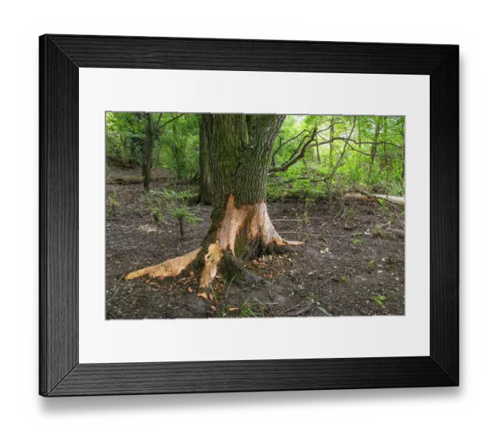 Framed Print : Tree trunk gnawed by European beaver (Castor fiber), Lake of Bourget, Alps, France. September Framed Print : Tree trunk gnawed by European beaver (Castor fiber), Lake of Bourget, Alps, France. September