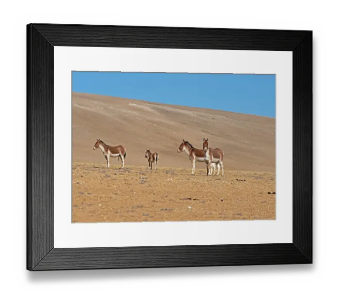 Framed Print : Four Kiangs (Equus kiang) standing on dry, stony ground, Ladakh, India Framed Print : Four Kiangs (Equus kiang) standing on dry, stony ground, Ladakh, India