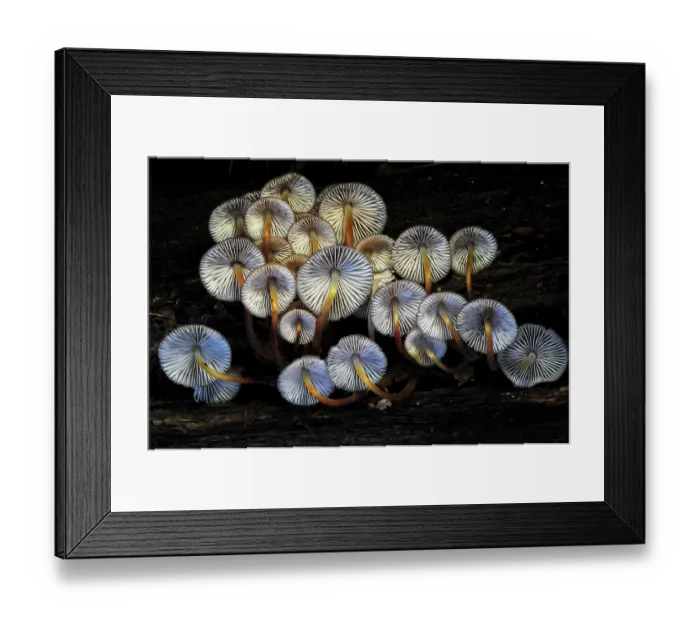 Framed Print : Clustered bonnet toadstools (Mycena inclinata) showing gills, New Forest, Hampshire, England, UK. November Framed Print : Clustered bonnet toadstools (Mycena inclinata) showing gills, New Forest, Hampshire, England, UK. November