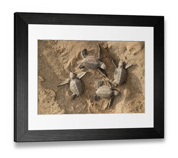 Framed Print : Green turtle (Chelonia mydas) hatchlings emerging from nest in the sand, Espumilla Beach, Santiago Island, Galapagos Islands. Endangered