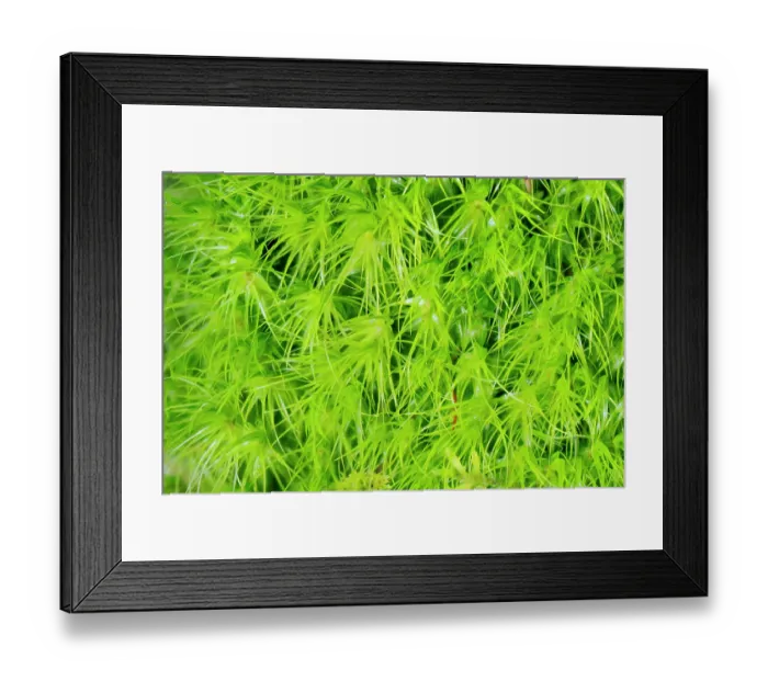 Framed Print : Broom fork-moss (Dicranum scoparium), forming a cushion on woodland bank, Callow Wood, Shropshire, England, UK. March. Focus stacked Framed Print : Broom fork-moss (Dicranum scoparium), forming a cushion on woodland bank, Callow Wood, Shropshire, England, UK. March. Focus stacked