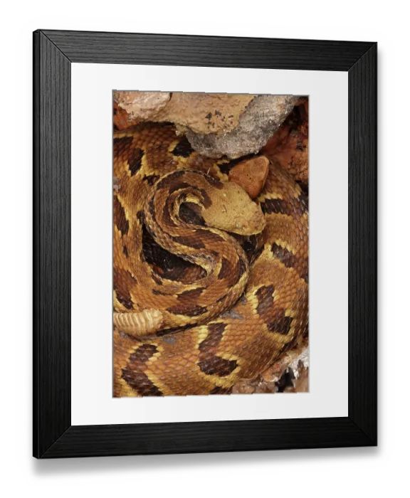 Framed Print : Timber rattlesnake (Crotalus horridus) gravid female, and Northern copperhead (Agkistrodon contortrix) resting amongst lichen covered rocks, Maryland, USA. August Framed Print : Timber rattlesnake (Crotalus horridus) gravid female, and Northern copperhead (Agkistrodon contortrix) resting amongst lichen covered rocks, Maryland, USA. August