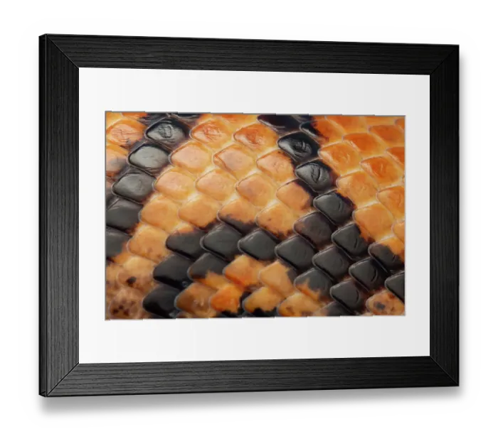 Framed Print : Brazilian rainbow boa (Epicrates cenchria) scales detail. Captive, occurs in Central and South America Framed Print : Brazilian rainbow boa (Epicrates cenchria) scales detail. Captive, occurs in Central and South America