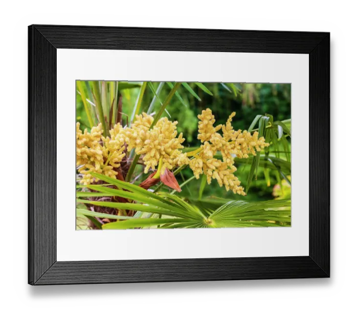 Framed Print : Chusan palm (Trachycarpus fortunei) male flowers. In cultivation Framed Print : Chusan palm (Trachycarpus fortunei) male flowers. In cultivation