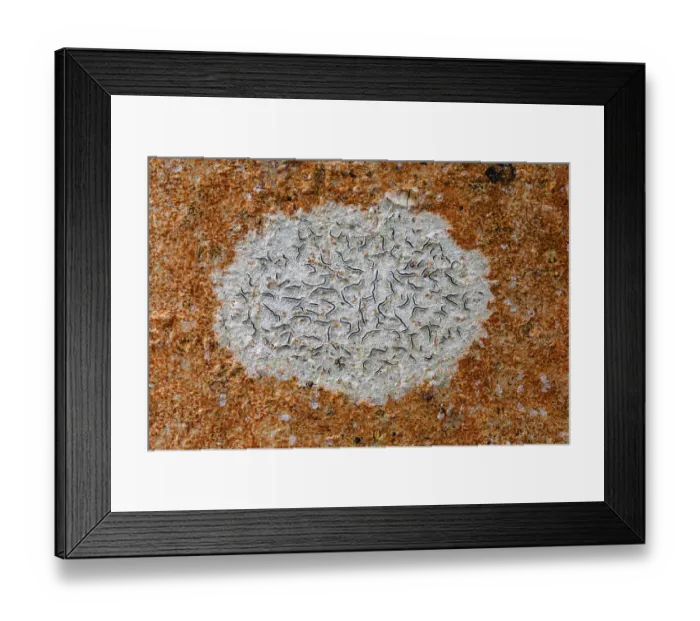 Framed Print : Script lichen (Graphis scripta) growing on Beech tree trunk, Cleddon, Monmouthshire, Wales, UK. December Framed Print : Script lichen (Graphis scripta) growing on Beech tree trunk, Cleddon, Monmouthshire, Wales, UK. December