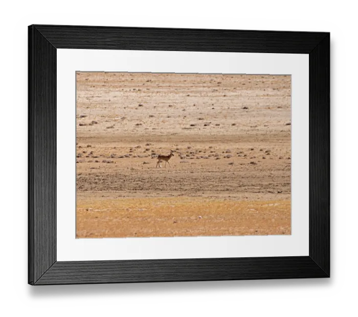 Framed Print : Tibetan gazelle / Goa (Procapra picticaudata) standing on dry, stony ground through heat haze, Ladakh, India Framed Print : Tibetan gazelle / Goa (Procapra picticaudata) standing on dry, stony ground through heat haze, Ladakh, India