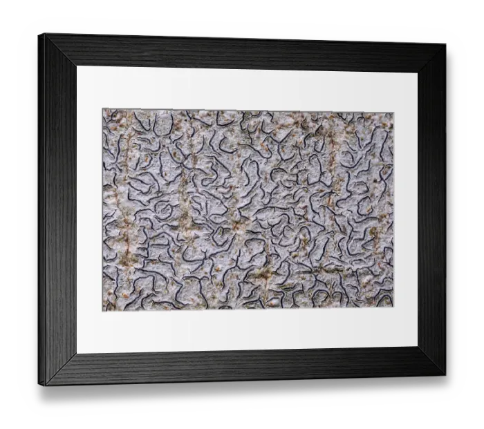 Framed Print : Script lichen (Graphis scripta) growing on Beech tree trunk, Cleddon, Monmouthshire, Wales, UK. December