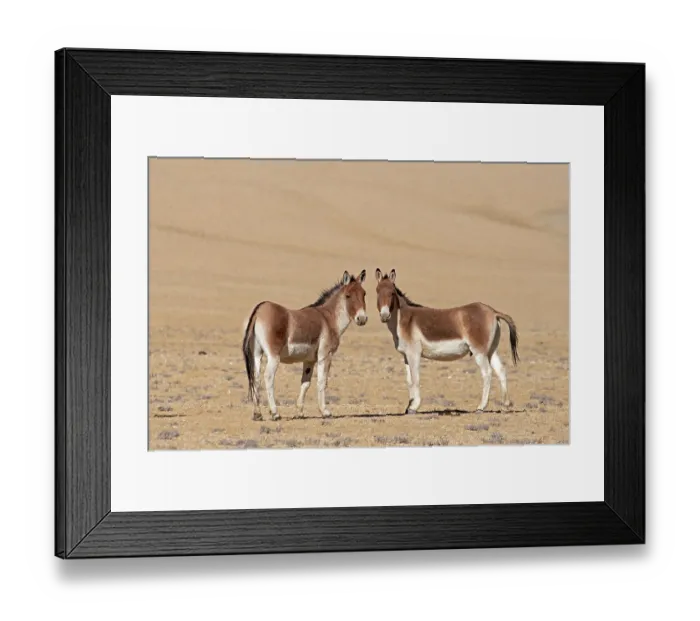 Framed Print : Two Kiangs (Equus kiang) standing on dry, stony ground, Ladakh, India Framed Print : Two Kiangs (Equus kiang) standing on dry, stony ground, Ladakh, India