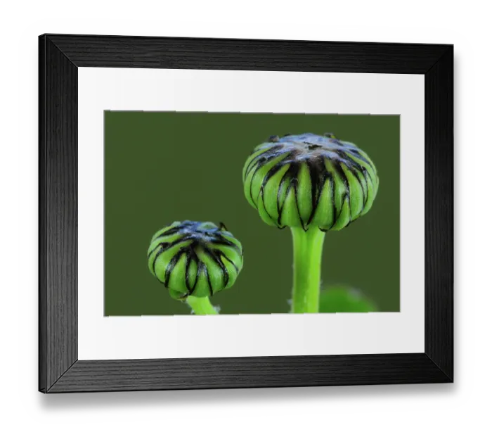Framed Print : Ox-eye daisy (Leucanthemum vulgare) close up of buds, Dorset, England, UK. April Framed Print : Ox-eye daisy (Leucanthemum vulgare) close up of buds, Dorset, England, UK. April