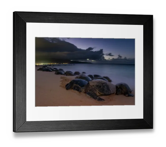 Framed Print : Group of Green turtles (Chelonia mydas) resting on the shore at dusk, Maui, Hawaii. Endangered Framed Print : Group of Green turtles (Chelonia mydas) resting on the shore at dusk, Maui, Hawaii. Endangered