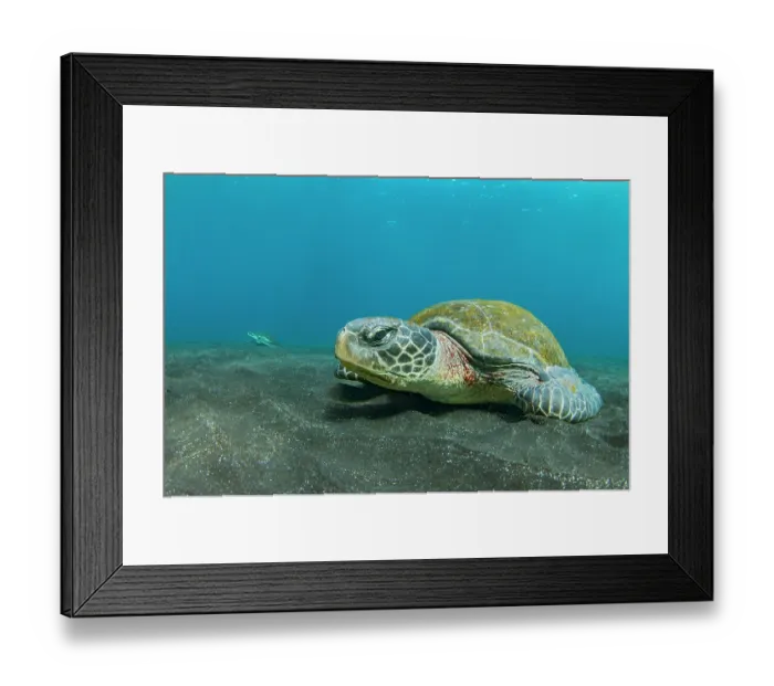 Framed Print : Green turtle (Chelonia mydas) resting on seafloor, Isabela Island, Galapagos Islands, Pacific Ocean. Endangered Framed Print : Green turtle (Chelonia mydas) resting on seafloor, Isabela Island, Galapagos Islands, Pacific Ocean. Endangered