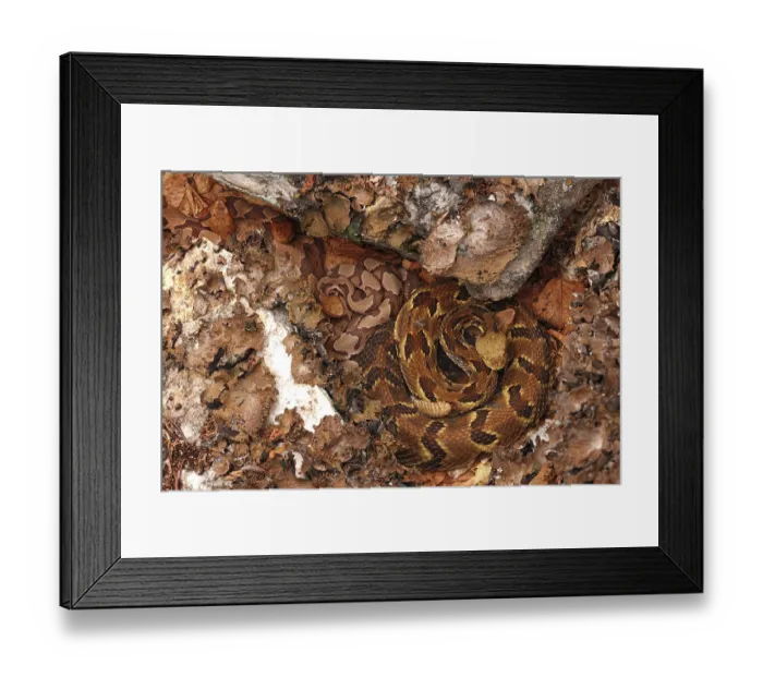 Framed Print : Timber rattlesnake (Crotalus horridus) gravid female, and four Northern copperheads (Agkistrodon contortrix) basking amongst lichen covered rocks, Maryland, USA. August Framed Print : Timber rattlesnake (Crotalus horridus) gravid female, and four Northern copperheads (Agkistrodon contortrix) basking amongst lichen covered rocks, Maryland, USA. August