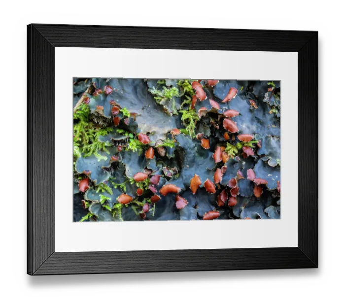 Framed Print : Lichen (Peltigera membranacea), Monmouthshire, Wales, UK. December Framed Print : Lichen (Peltigera membranacea), Monmouthshire, Wales, UK. December