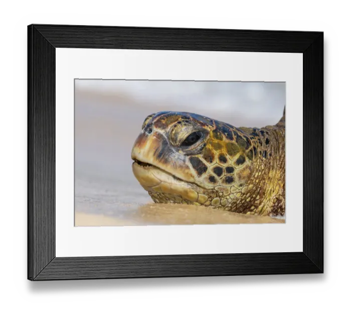 Framed Print : Green turtle (Chelonia mydas) head portrait, Maui, Hawaii. Endangered