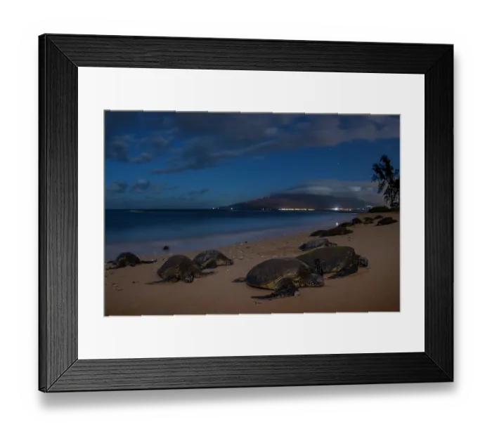 Framed Print : Group of Green turtles (Chelonia mydas) resting on the shore, Maui, Hawaii. Endangered Framed Print : Group of Green turtles (Chelonia mydas) resting on the shore, Maui, Hawaii. Endangered