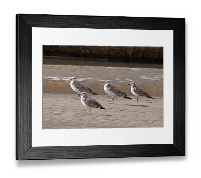Framed Print : Four Pallas's gulls (Ichthyaetus ichthyaetus) juvenile, standing on the sandy banks of the Indus River, Ladakh, India Framed Print : Four Pallas's gulls (Ichthyaetus ichthyaetus) juvenile, standing on the sandy banks of the Indus River, Ladakh, India