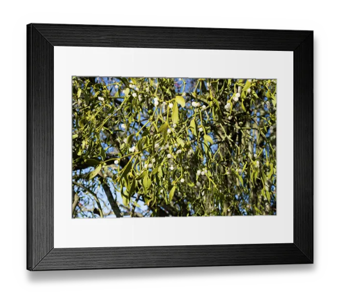 Framed Print : Mistletoe (Viscum album) berries, Stocking Meadow Herefordshire Wildlife Trust Nature Reserve, England, UK. December Framed Print : Mistletoe (Viscum album) berries, Stocking Meadow Herefordshire Wildlife Trust Nature Reserve, England, UK. December