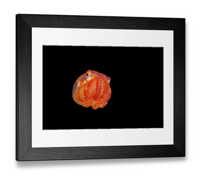 Framed Print : Night octopus (Callistoctopus aspilosomatis) paralarval stage, drifting in open ocean at night, Yap, Federated States of Micronesia, Pacific Ocean