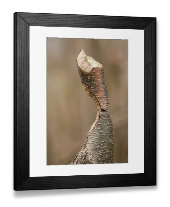 Framed Print : Young tree gnawed by European beaver (Castor fiber), River Rhone, Alps, France. January Framed Print : Young tree gnawed by European beaver (Castor fiber), River Rhone, Alps, France. January
