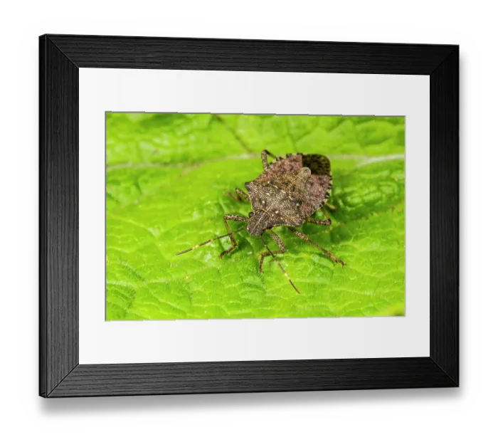 Framed Print : Brown marmorated shieldbug (Halyomorpha halys) resting on a leaf, Cavtat, Croatia. April Framed Print : Brown marmorated shieldbug (Halyomorpha halys) resting on a leaf, Cavtat, Croatia. April